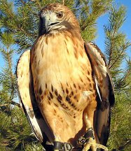 red-tailed-hawk